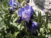 Iris de jardin 